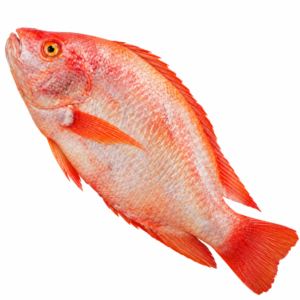 tilapia rouge, tilapia rouge entier, tilapia, poisson tilapia, poisson rouge, tilapia surgelé, tilapia rouge surgelé, tilapia entier surgelé, poisson entier surgelé, tilapia africain, tilapia cuisine africaine, poisson africain, tilapia braisé, tilapia frit, tilapia grillé, tilapia en sauce, tilapia avec riz, red tilapia, red tilapia fish, whole red tilapia