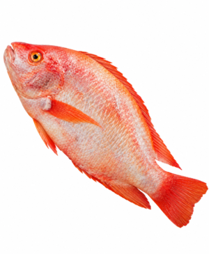 tilapia rouge, tilapia rouge entier, tilapia, poisson tilapia, poisson rouge, tilapia surgelé, tilapia rouge surgelé, tilapia entier surgelé, poisson entier surgelé, tilapia africain, tilapia cuisine africaine, poisson africain, tilapia braisé, tilapia frit, tilapia grillé, tilapia en sauce, tilapia avec riz, red tilapia, red tilapia fish, whole red tilapia