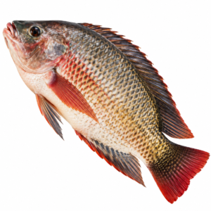 tilapia, tilapia du Nil, poisson tilapia, tilapia africain, poisson africain, tilapia entier, poisson entier, tilapia surgelé, poisson tilapia surgelé, tilapia congelé, poisson africain surgelé, Oreochromis niloticus, poisson exotique, poisson cuisine africaine, poisson africain en ligne, tilapia pour cuisine africaine, poisson braisé, tilapia braisé, poisson grillé, tilapia grillé, poisson frit, tilapia frit, poisson en sauce