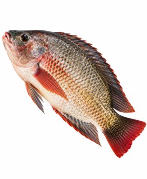 tilapia, tilapia du Nil, poisson tilapia, tilapia africain, poisson africain, tilapia entier, poisson entier, tilapia surgelé, poisson tilapia surgelé, tilapia congelé, poisson africain surgelé, Oreochromis niloticus, poisson exotique, poisson cuisine africaine, poisson africain en ligne, tilapia pour cuisine africaine, poisson braisé, tilapia braisé, poisson grillé, tilapia grillé, poisson frit, tilapia frit, poisson en sauce